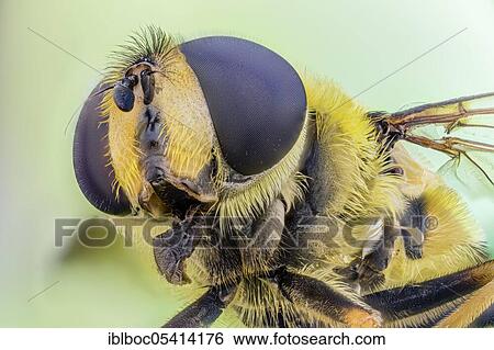 Dead head fly (Myathropa florea), Metten, Bavaria, Germany, Europe View Large Photo Image Stock Photograph - Dead head fly (Myathropa florea), Metten, Bavaria, Germany, Europe. Fotosearch