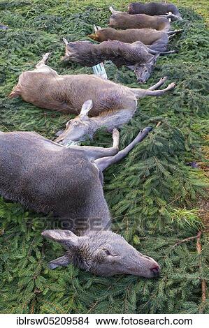 Picture - Dead red deer (Cervus elaphus), Deer Hunting, Solling, Lower Saxony, Germany, Europe. Fotosearch
