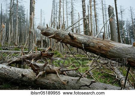 Stock Photography - Deadwood, dead trees, spruce (Picea abies), calamitaet, Harz National Park, Brocken, Saxony-Anhalt, Germany, Europe. Fotosearch