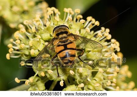 Death's-head hoverfly, Common Dead head fly hoverfly (Myathropa florea) View Large Photo Image Stock Image - Death's-head hoverfly, Common Dead head fly hoverfly (Myathropa florea). Fotosearch