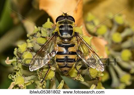 Death's-head hoverfly, Common Dead head fly hoverfly (Myathropa florea) View Large Photo Image Stock Image - Death's-head hoverfly, Common Dead head fly hoverfly (Myathropa florea). Fotosearch