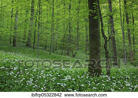 Stock Image - Deciduous forest with blooming wild garlic in spring, Switzerland, Europe. Fotosearch