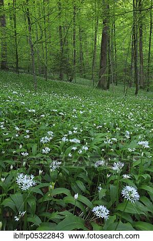 Stock Image - Deciduous forest with blooming wild garlic in spring, Switzerland, Europe. Fotosearch