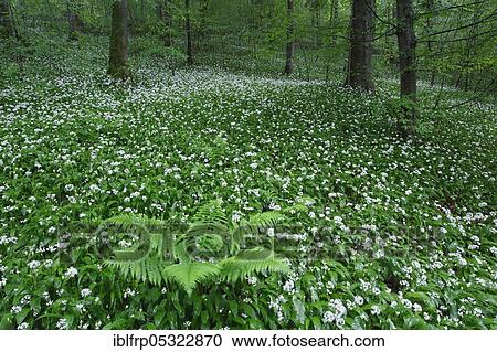 Stock Image - Deciduous forest with blooming wild garlic in spring, Switzerland, Europe. Fotosearch