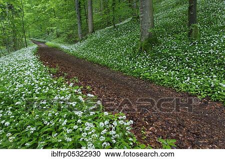 Deciduous forest with blooming wild garlic in spring, Switzerland, Europe View Large Photo Image Stock Image - Deciduous forest with blooming wild garlic in spring, Switzerland, Europe. Fotosearch