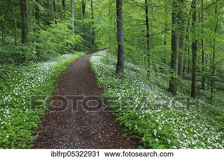 Deciduous forest with blooming wild garlic in spring, Switzerland, Europe View Large Photo Image Stock Image - Deciduous forest with blooming wild garlic in spring, Switzerland, Europe. Fotosearch