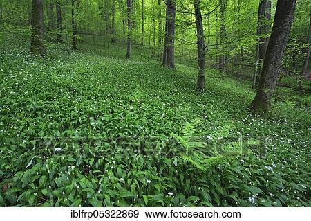 Stock Photo - Deciduous forest with blooming wild garlic in spring, Switzerland, Europe. Fotosearch