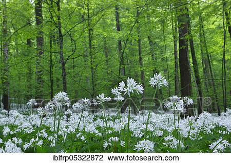 Stock Image - Deciduous forest with flowering Ramsons ( Allium ursinum), Spring, Switzerland, Europe. Fotosearch