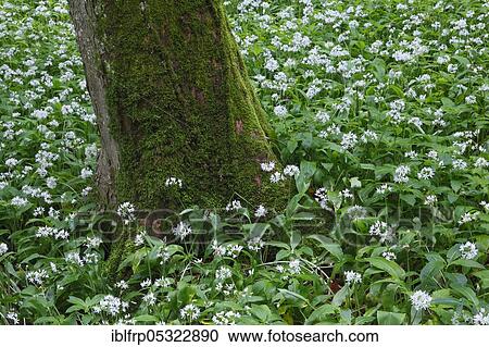 Deciduous forest with flowering Ramsons ( Allium ursinum), Spring, Switzerland, Europe View Large Photo Image Stock Image - Deciduous forest with flowering Ramsons ( Allium ursinum), Spring, Switzerland, Europe. Fotosearch