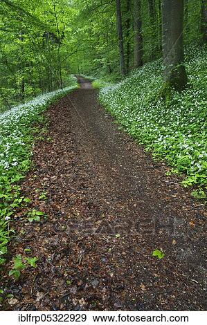 Deciduous forest with flowering Ramsons ( Allium ursinum) in spring, Switzerland, Europe View Large Photo Image Stock Photo - Deciduous forest with flowering Ramsons ( Allium ursinum) in spring, Switzerland, Europe. Fotosearch