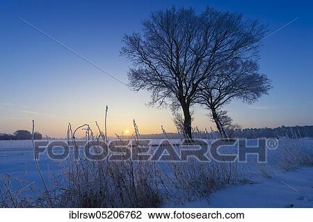 Deciduous trees, Oldenburger Münsterland, Lower Saxony, Germany, Europe View Large Photo Image Stock Image - Deciduous trees, Oldenburger Münsterland, Lower Saxony, Germany, Europe. Fotosearch