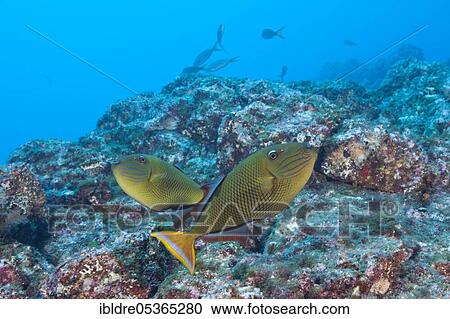Stock Image - Deep-sea triggerfish, Xanthichthys mento, Socorro, Revillagigedo Islands, Mexico, Central America. Fotosearch
