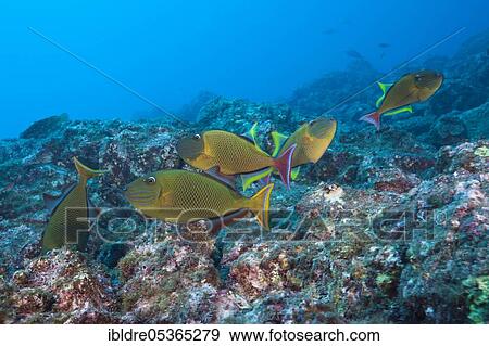 Stock Photo - Deep-sea triggerfish, Xanthichthys mento, Socorro, Revillagigedo Islands, Mexico, Central America. Fotosearch