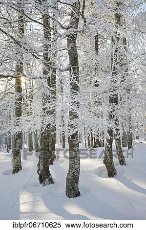 Stock Photography - Deep snowy beech forest in Neuchâtel Jura, winter, Switzerland, Europe. Fotosearch