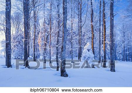 Deep snowy mixed forest with beech and spruce in the last evening light in winter, Switzerland, Europe View Large Photo Image Picture - Deep snowy mixed forest with beech and spruce in the last evening light in winter, Switzerland, Europe. Fotosearch