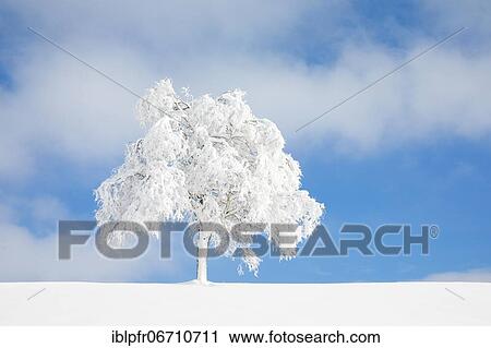 Deeply buried birch tree in Oberägeri, Canton Zug Switzerland View Large Photo Image Stock Image - Deeply buried birch tree in Oberägeri, Canton Zug Switzerland. Fotosearch
