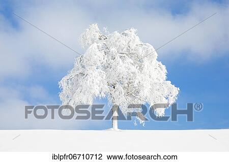 Stock Image - Deeply buried birch tree in Oberägeri, Canton Zug Switzerland. Fotosearch