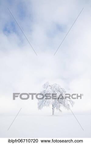 Deeply buried birch tree in Oberägeri, Canton Zug Switzerland View Large Photo Image Stock Image - Deeply buried birch tree in Oberägeri, Canton Zug Switzerland. Fotosearch
