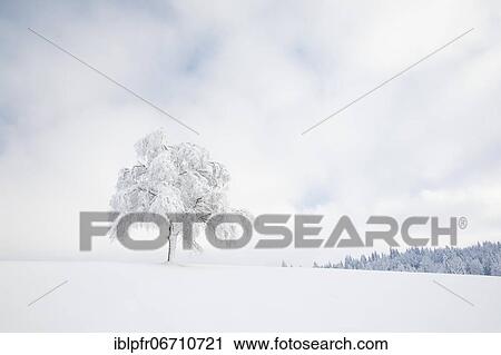 Deeply buried birch tree in Oberägeri, Canton Zug Switzerland View Large Photo Image Stock Image - Deeply buried birch tree in Oberägeri, Canton Zug Switzerland. Fotosearch