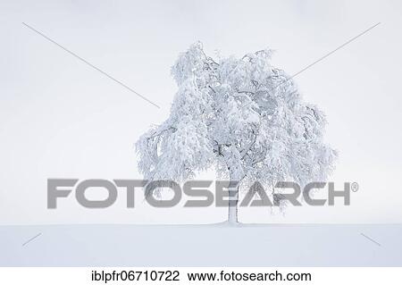 Deeply buried birch tree in Oberägeri, Canton Zug Switzerland View Large Photo Image Stock Image - Deeply buried birch tree in Oberägeri, Canton Zug Switzerland. Fotosearch