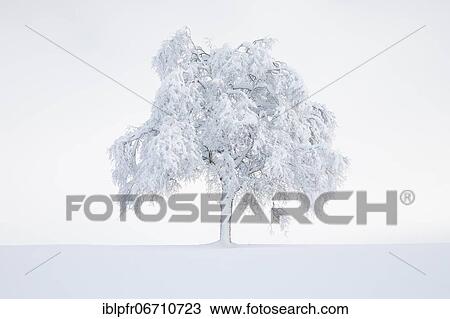 Deeply buried birch tree in Oberägeri, Canton Zug Switzerland View Large Photo Image Stock Image - Deeply buried birch tree in Oberägeri, Canton Zug Switzerland. Fotosearch