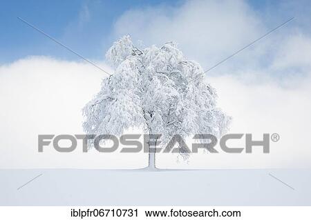 Deeply buried birch tree in Oberägeri, Canton Zug Switzerland View Large Photo Image Stock Image - Deeply buried birch tree in Oberägeri, Canton Zug Switzerland. Fotosearch