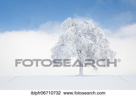 Stock Image - Deeply buried birch tree in Oberägeri, Canton Zug Switzerland. Fotosearch