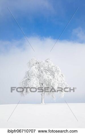 Stock Photo - Deeply buried birch tree in Oberägeri, Canton Zug Switzerland. Fotosearch