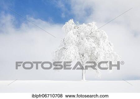 Stock Photo - Deeply buried birch tree in Oberägeri, Canton Zug Switzerland. Fotosearch