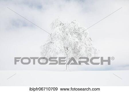 Stock Photo - Deeply buried birch tree in Oberägeri, Canton Zug Switzerland. Fotosearch