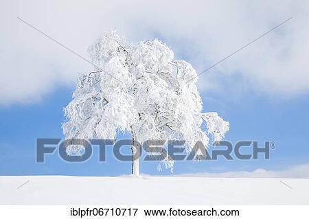 Stock Photo - Deeply buried birch tree in Oberägeri, Canton Zug Switzerland. Fotosearch