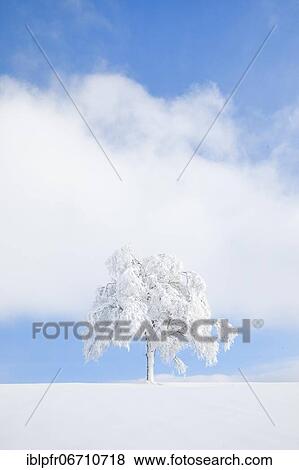 Deeply buried birch tree in Oberägeri, Canton Zug Switzerland View Large Photo Image Stock Photo - Deeply buried birch tree in Oberägeri, Canton Zug Switzerland. Fotosearch
