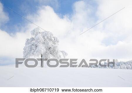 Deeply buried birch tree in Oberägeri, Canton Zug Switzerland View Large Photo Image Stock Photo - Deeply buried birch tree in Oberägeri, Canton Zug Switzerland. Fotosearch