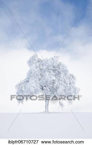 Deeply buried birch tree in Oberägeri, Canton Zug Switzerland View Large Photo Image Stock Photo - Deeply buried birch tree in Oberägeri, Canton Zug Switzerland. Fotosearch