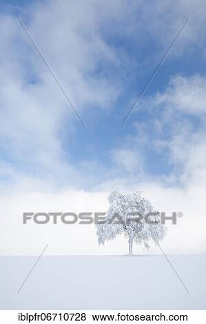 Stock Photo - Deeply buried birch tree in Oberägeri, Canton Zug Switzerland. Fotosearch