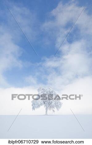 Deeply buried birch tree in Oberägeri, Canton Zug Switzerland View Large Photo Image Stock Photo - Deeply buried birch tree in Oberägeri, Canton Zug Switzerland. Fotosearch
