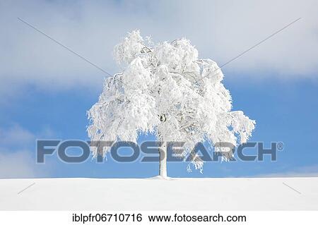 Deeply buried birch tree in Oberägeri, Canton Zug Switzerland View Large Photo Image Stock Photograph - Deeply buried birch tree in Oberägeri, Canton Zug Switzerland. Fotosearch