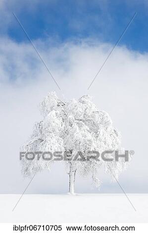 Stock Photography - Deeply buried birch tree in Oberägeri, Canton Zug Switzerland. Fotosearch