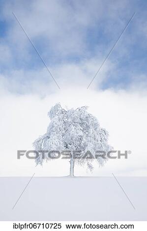 Deeply buried birch tree in Oberägeri, Canton Zug Switzerland View Large Photo Image Stock Photography - Deeply buried birch tree in Oberägeri, Canton Zug Switzerland. Fotosearch