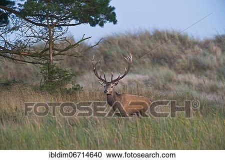 Deer (Cervus elaphus) in the dunes at Darßer Ort, Mecklenburg-Western Pomerania, Germany, Europe View Large Photo Image Stock Image - Deer (Cervus elaphus) in the dunes at Darßer Ort, Mecklenburg-Western Pomerania, Germany, Europe. Fotosearch