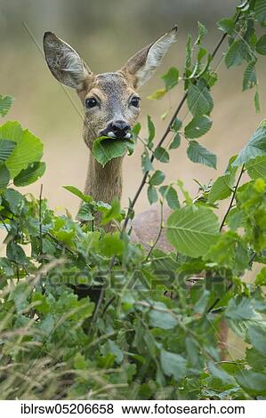 Stock Photo - Deer, doe, eats leaves, Lower Saxony, Germany, Europe. Fotosearch
