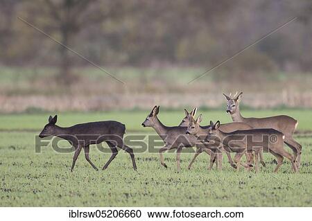 Stock Image - Deer, Lower Saxony, Germany, Europe. Fotosearch