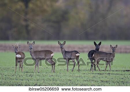 Stock Photo - Deer, Lower Saxony, Germany, Europe. Fotosearch