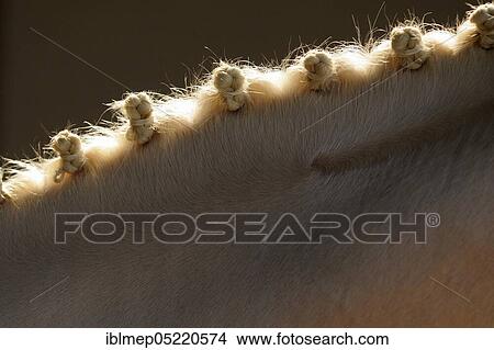 Picture - Detail of a braided horse mane. Fotosearch