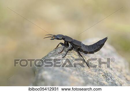 Devil's coach-horse beetle (Ocypus olens), NSG Lüneburger Heide, Lower Saxony, Germany, Europe View Large Photo Image Stock Image - Devil's coach-horse beetle (Ocypus olens), NSG Lüneburger Heide, Lower Saxony, Germany, Europe. Fotosearch