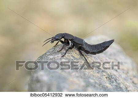 Devil's coach-horse beetle (Ocypus olens), NSG Lüneburger Heide, Lower Saxony, Germany, Europe View Large Photo Image Stock Image - Devil's coach-horse beetle (Ocypus olens), NSG Lüneburger Heide, Lower Saxony, Germany, Europe. Fotosearch