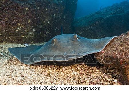Diamond Stingray (Dasyatis) brevis, San Benedicto, Revillagigedo Islands, Mexico, Central America View Large Photo Image Stock Photo - Diamond Stingray (Dasyatis) brevis, San Benedicto, Revillagigedo Islands, Mexico, Central America. Fotosearch