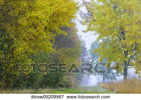 Stock Photo - Diepholzer Moorniederung, Goldenstedter Moor, Lower Saxony, Oldenburger Münsterland, Germany, Europe. Fotosearch