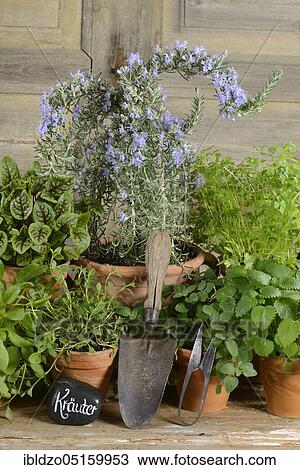 Different herbs, bloodwort, tarragon, marjoram, parsley, balm, sorrel, winter savory, rosemary, (Satureja montana), (Rosmarinus officinalis), (Rumex sanguineus), (Artemisia dracunculus), (Origanum majorana), (Petroselinum crispum), (Rumex acetos... View Large Photo Image Stock Image - Different herbs, bloodwort, tarragon, marjoram, parsley, balm, sorrel, winter savory, rosemary, (Satureja montana), (Rosmarinus officinalis), (Rumex sanguineus), (Artemisia dracunculus), (Origanum majorana), (Petroselinum crispum), (Rumex acetos.... Fotosearch