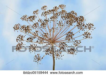 Picture - Dill (Anethum graveolens), fruiting. Fotosearch